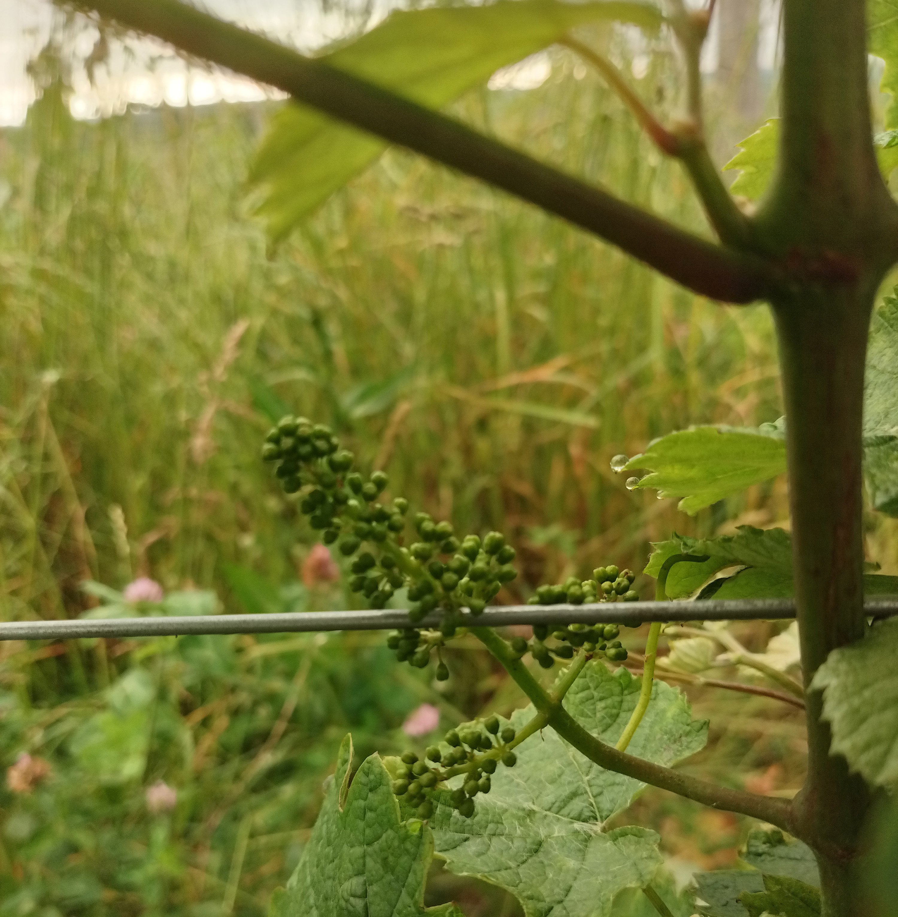 Riesling vines in pre-bloom.